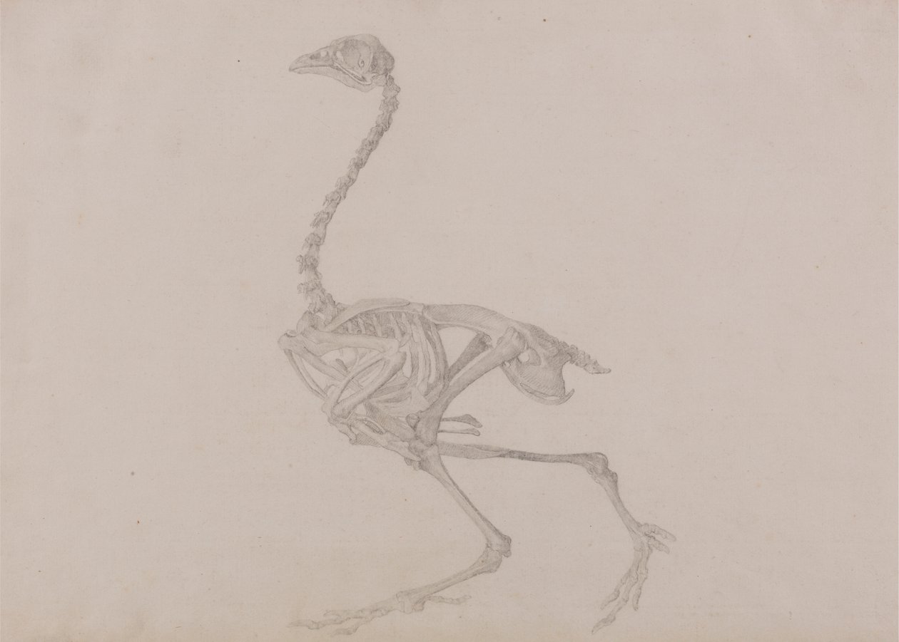 Dorking Hen Skeleton、Lateral View (未発表の表の完成した研究) 作： ジョージ・スタッブス