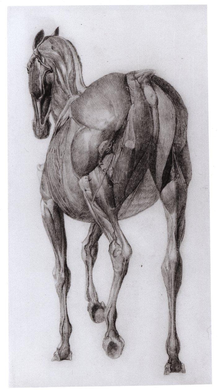 漸進的に解剖された馬の筋肉構造の背面図、1766年の馬の解剖学からの研究No.7 作： ジョージ・スタッブス