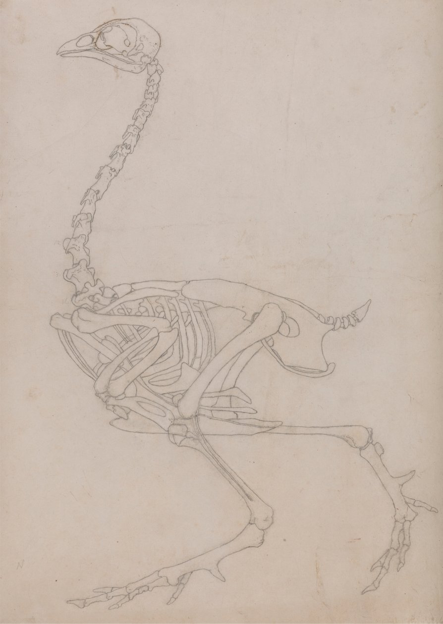 Fowl Skeleton, Lateral View (Outline drawing of the skeleton prepared for the key figure to Table V)   1434674   ja       japanese Successfully Translated  Original: Britomart and Artegall, Stories from the Faerie Queen published by George Harrap and Compa 作： ジョージ・スタッブス