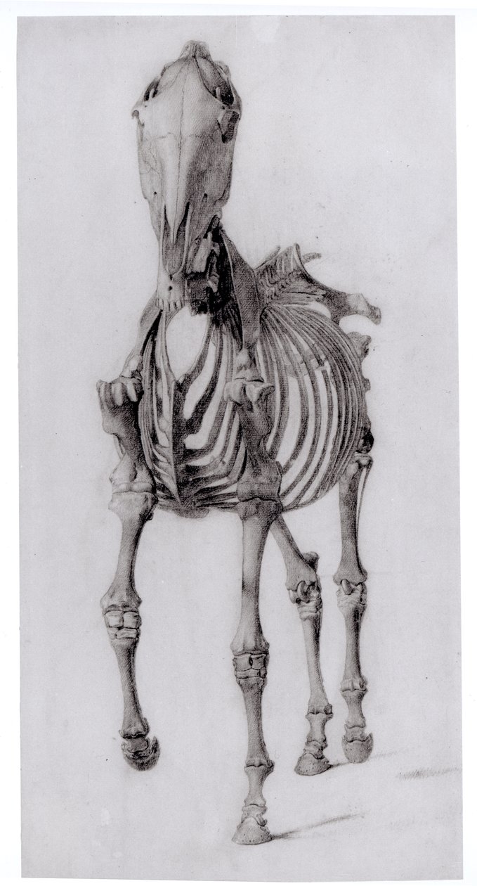 馬の骨格の正面図、1766年の馬の解剖学からの研究No. 10 作： ジョージ・スタッブス
