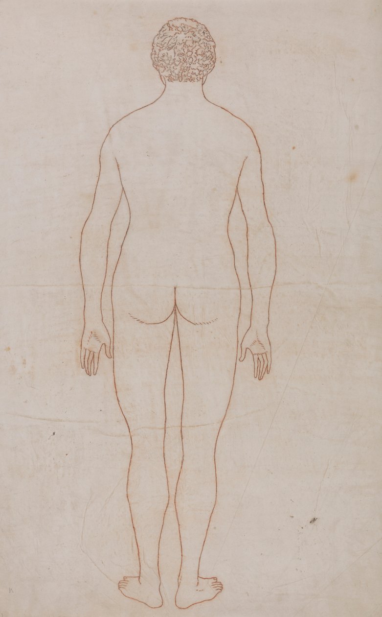 Corpo Humano, Visão Posterior (Esboço da Tabela VII) 作： ジョージ・スタッブス