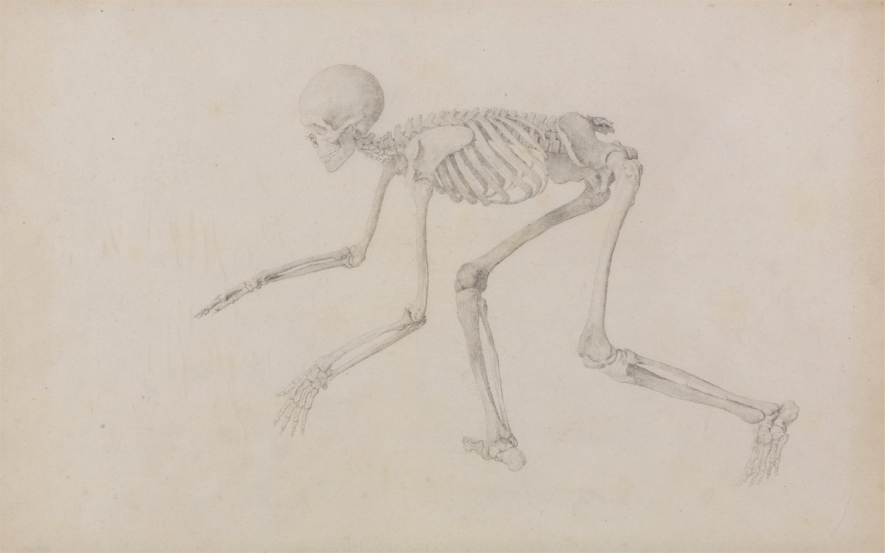 人間の骨格、横から見た図 (クロール姿勢で、未発表の表の研究を終了) 作： ジョージ・スタッブス