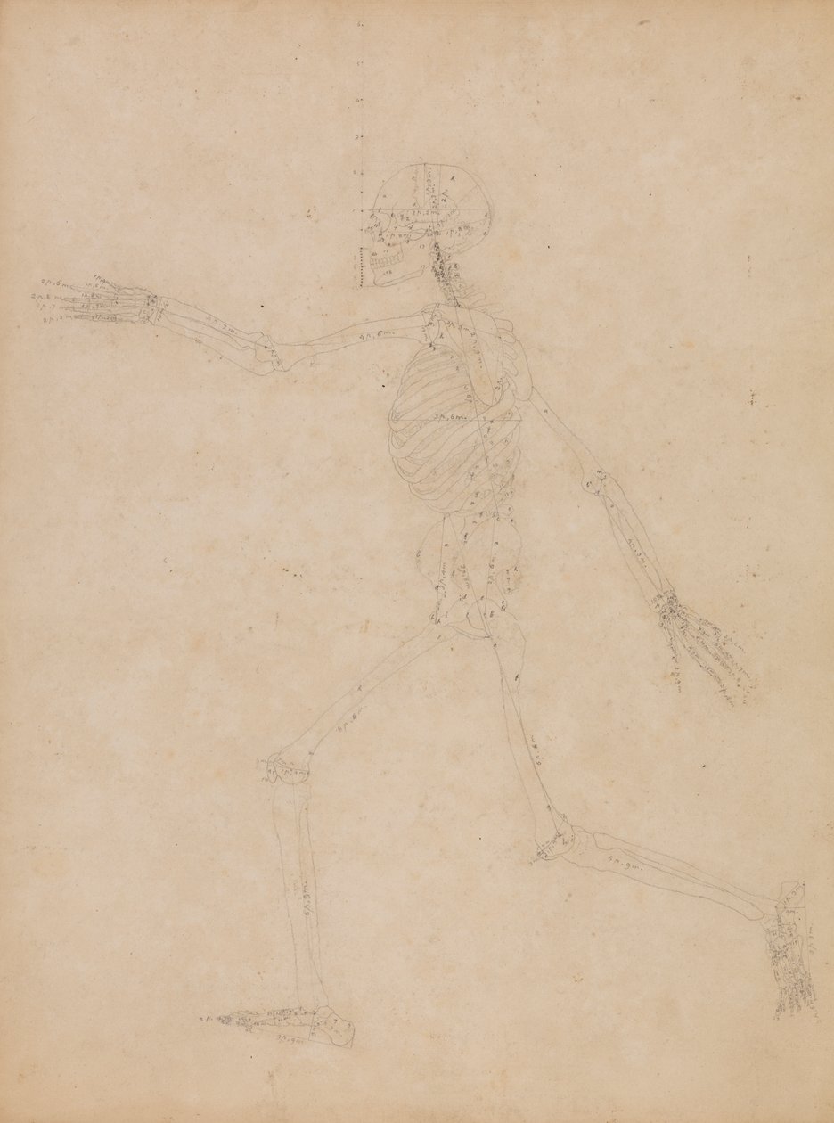 Human Skeleton, Lateral View   1434754   ja       japanese Successfully Translated  Original: Evening Banquet In The Peach And Plum Garden (ink, colour, gold on silk) Translat: Evening Banquet In The Peach And Plum Garden (ink, colour, gold on silk) 144942 作： ジョージ・スタッブス