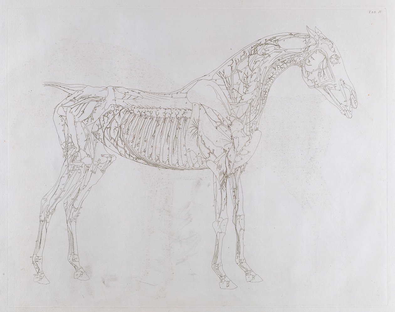 「馬の解剖学、骨、軟骨、筋肉の特定の説明を含む18の表」のイラスト、J。パーサー作、1766年 作： ジョージ・スタッブス