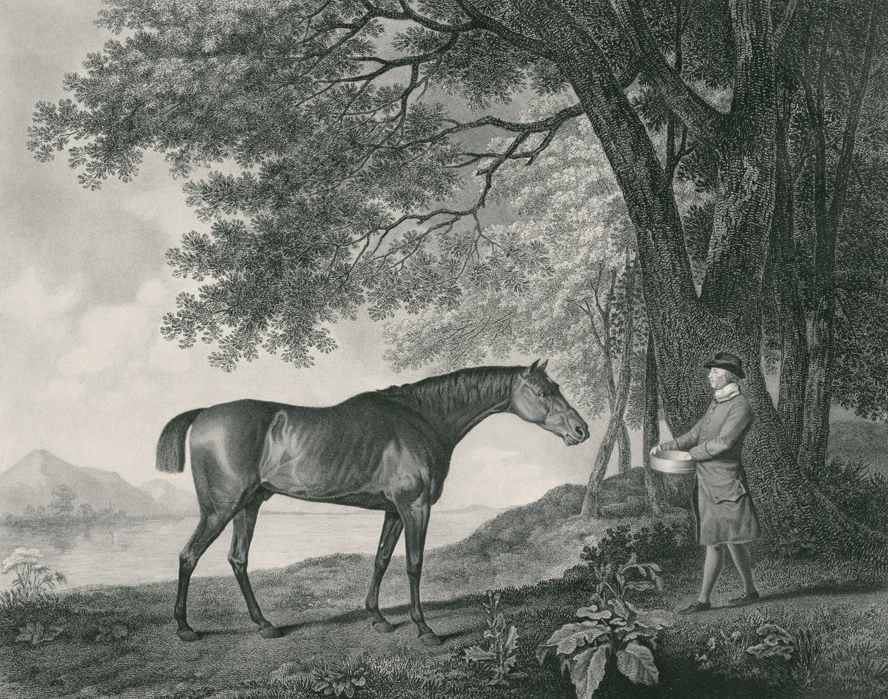 ジョージタウンリースタッブス（1756-1815）パブによって刻まれたシャーク。 1794（エッチング） 作： ジョージ・スタッブス