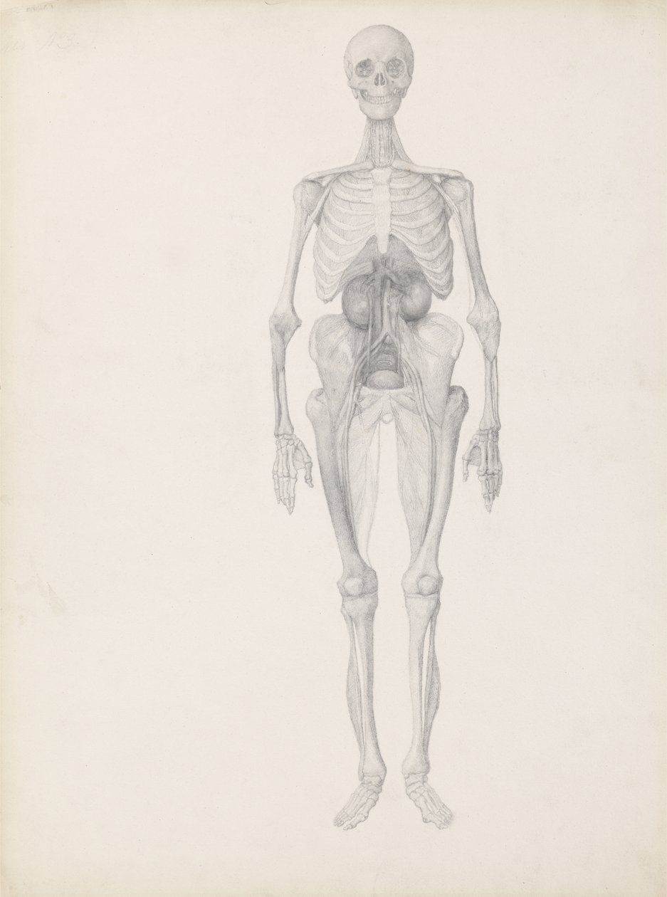 「人体の構造とトラおよび一般的な鳥の構造の比較解剖学的説明」、c.1795-1806（c.1795-1806）からの人物像、前面図、解剖の最終段階の研究。 作： ジョージ・スタッブス