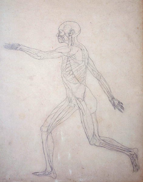 人間の体の構造の比較解剖学的博覧会からの人間の姿、側面図の研究、虎と普通の家禽のそれとの比較、c.1795-1806（カートリッジ紙のグラファイト） 作： ジョージ・スタッブス