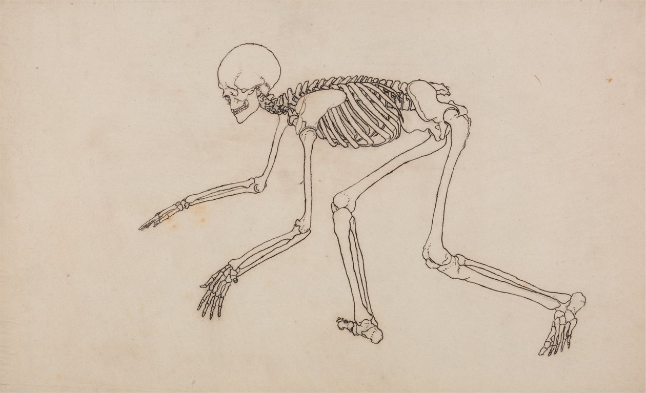 人間の体の構造の比較解剖学的博覧会からの人間の姿、側面図の研究、虎と普通の家禽の構造との比較、1795-1806（ペンとwov上のグラファイト上のインク） 作： ジョージ・スタッブス