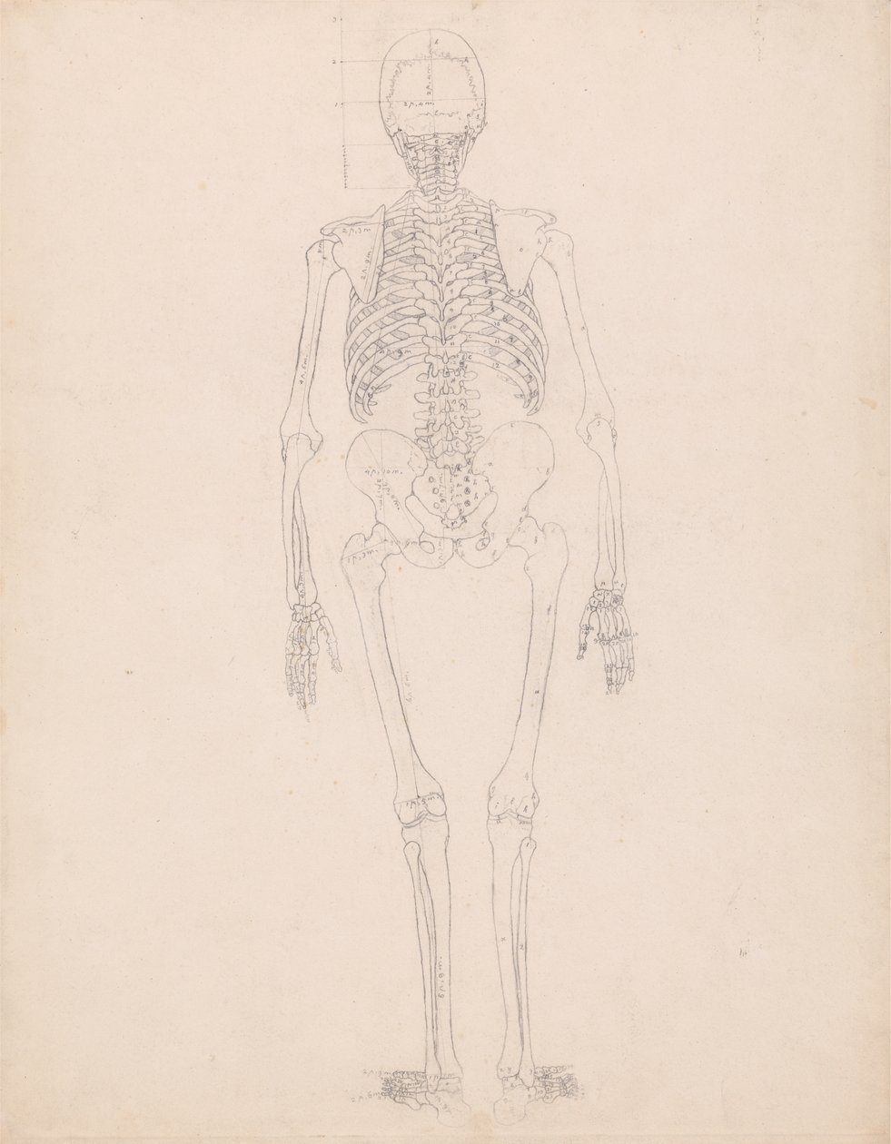 人間の体の構造の比較解剖学的解説、虎と普通の鶏の解剖学的解説、c.1795-1806からの人間の姿、後面図、表IIの要点図の研究 作： ジョージ・スタッブス