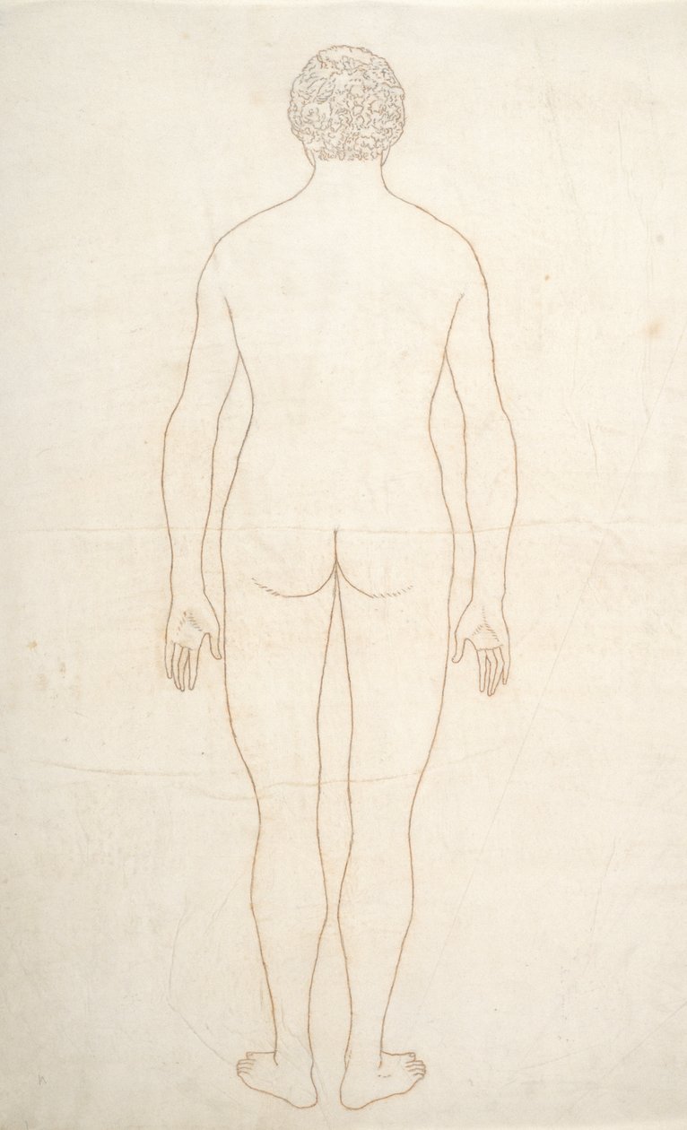 人間の体の構造の比較解剖学的説明からの人間の姿、後部の眺めの研究、虎と普通の家禽のそれとの比較、c.1795-1806（紙にインク） 作： ジョージ・スタッブス