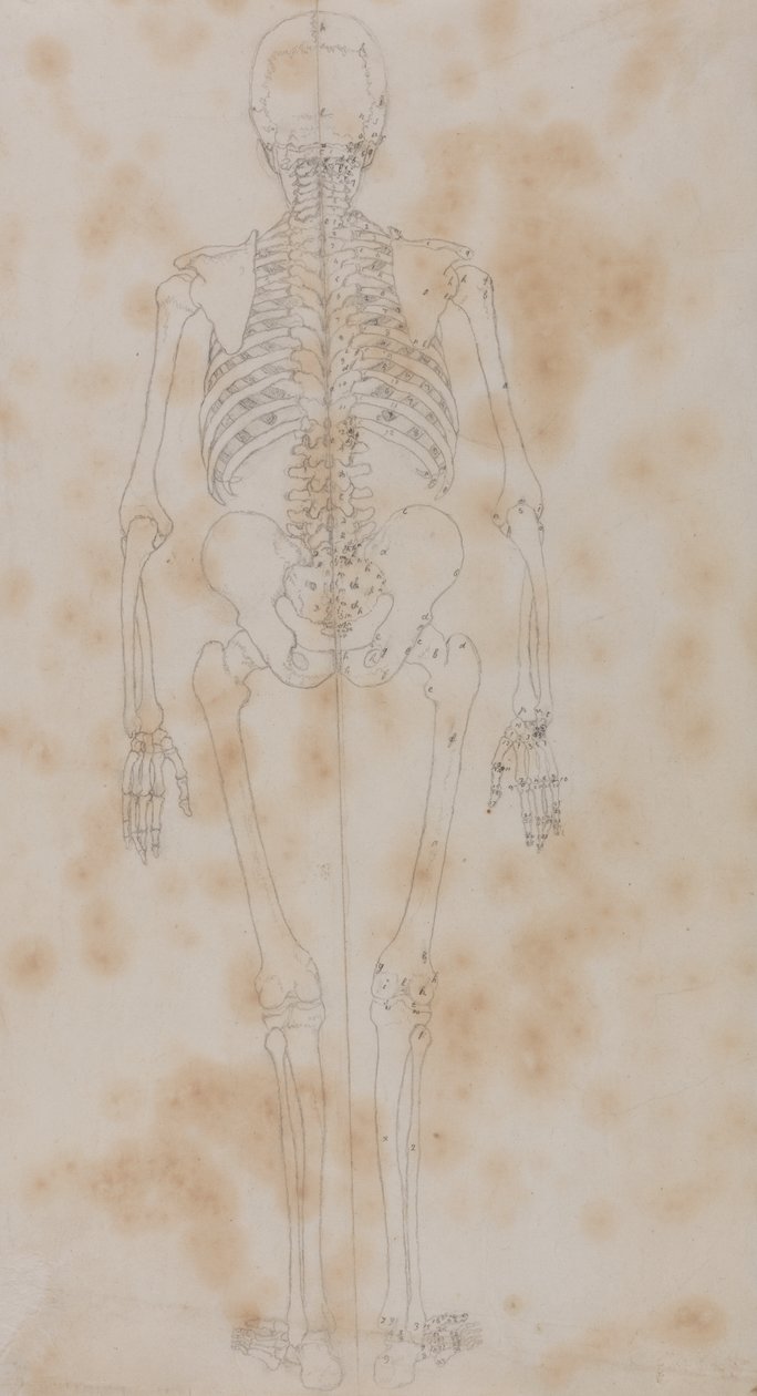 人間の体の構造の比較解剖学的展示、虎と普通の家禽の構造との比較からの人間の姿、後面図の研究、c.1795-1806（紙上の黒鉛） 作： ジョージ・スタッブス