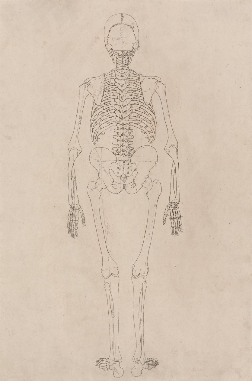 人間の体の構造の比較解剖学的展示からの人間の姿、背面図の研究、虎と一般的な家禽の構造の解剖学、c.1795-1806（カートリッジ紙にインク） 作： ジョージ・スタッブス