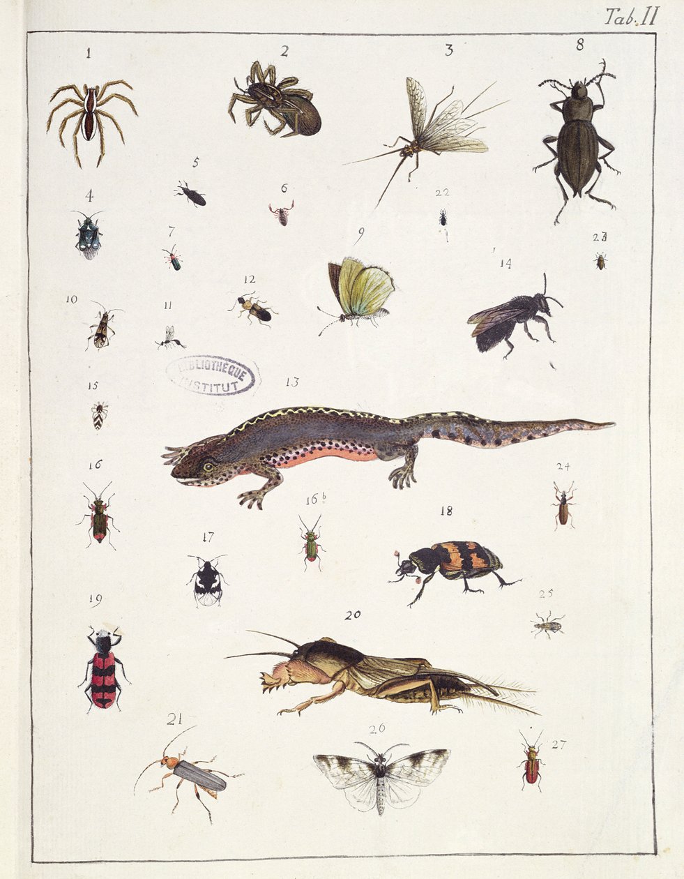 さまざまな昆虫とトカゲ、「Diarium Zoologicum」からのプレートII、1787年（紙とペンとインクとトイレ） 作： ジョルジュ・キュヴィエ