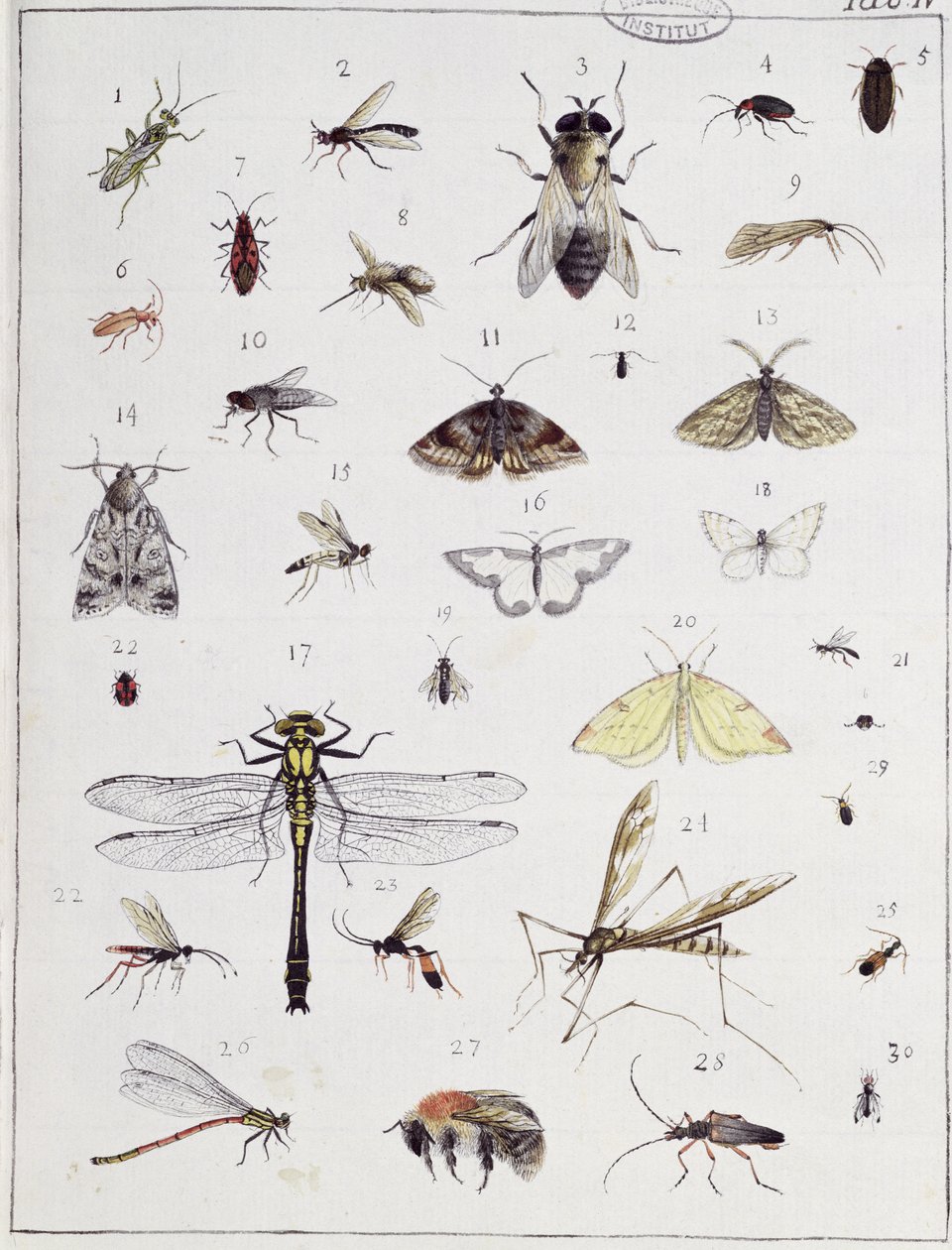 さまざまな昆虫、「Diarium Zoologicum」のプレートIV、1787年（ペンとインク、紙にトイレ） 作： ジョルジュ・キュヴィエ