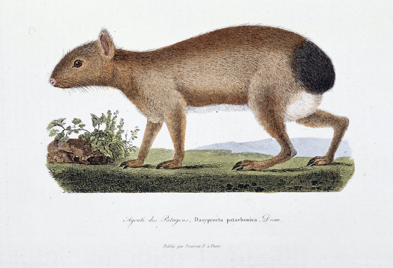 博物図譜。博物学者ビュフォン伯爵ジョルジュ・ルイ・ルクレール（1707-1788）の『ビュフォン全集』に掲載されている「パタゴン・アグーチ（Dasyprocta patachonica）」を表現した動物図鑑。1837年のエングレーヴィング。 作： ジョルジュ・ルイ・ルクレール