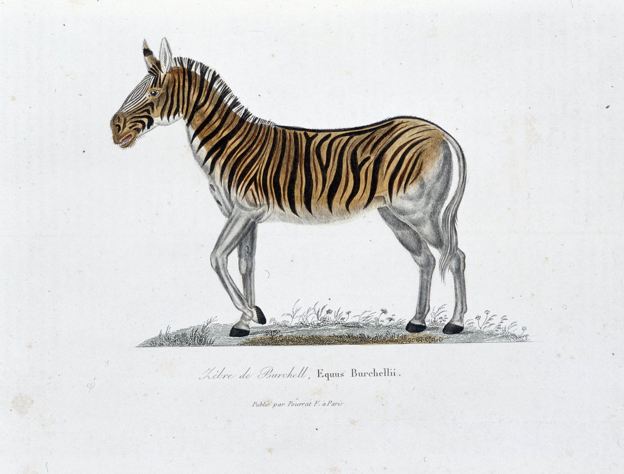 博物図譜。博物学者ビュフォン伯爵ジョルジュ・ルイ・ルクレール（1707-1788）の『ビュフォン全集』に掲載されたビュフォンのゼブル（Equus Burchellii）を表す動物学的板。1837年のエングレーヴィング。 作： ジョルジュ・ルイ・ルクレール