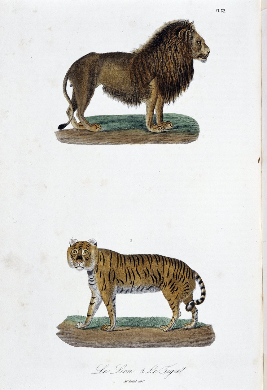 博物図譜。博物学者ビュフォン伯爵ジョルジュ・ルイ・ルクレール（1707-1788）の『ビュフォン全集』に掲載されたライオンとトラの動物学的板。1837年のエングレーヴィング。 作： ジョルジュ・ルイ・ルクレール