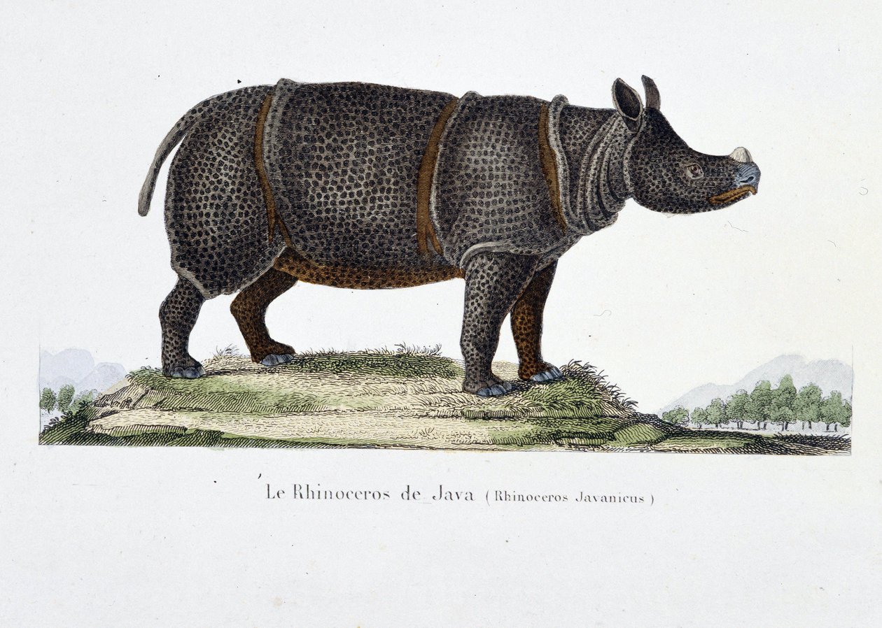 博物図譜。博物学者ビュフォン伯爵ジョルジュ・ルイ・ルクレール（1707〜1788）の『ビュフォン全集』に掲載されているジャワ島のサイ（Rhinoceros Javanicus）の動物学的図。1837年のエングレーヴィング。 作： ジョルジュ・ルイ・ルクレール