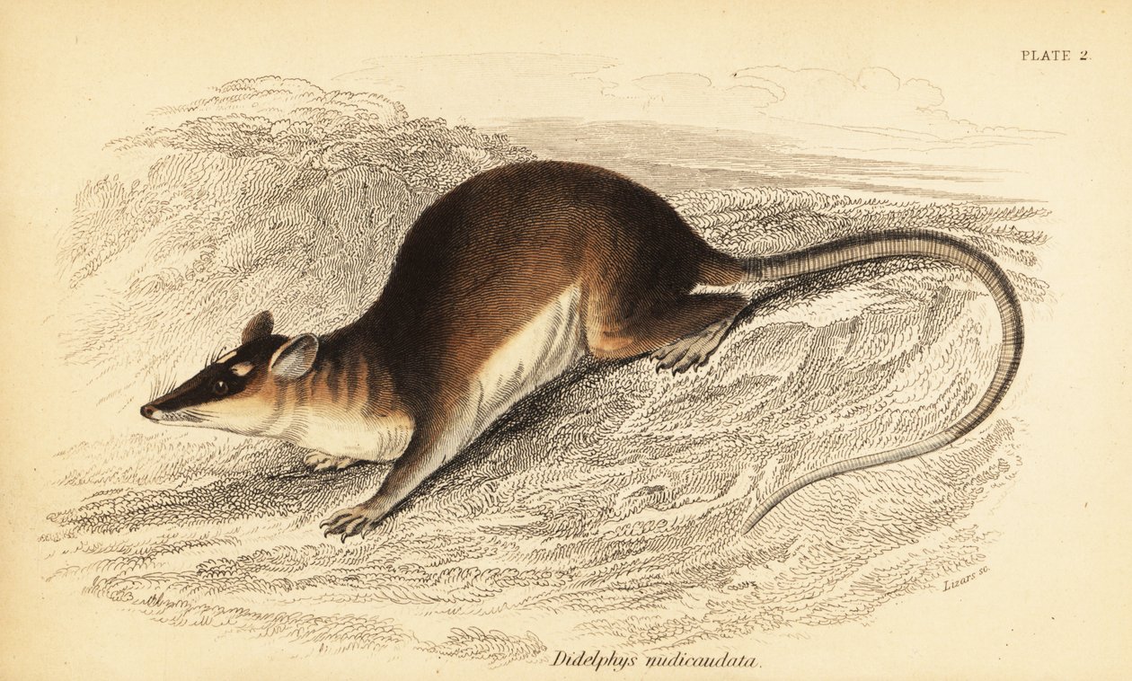 茶色の 4 つ目のオポッサム、Metachirus nudicaudatus。 、1841年（彫刻） 作： ジョルジュ・ロバート・ウォーターハウス