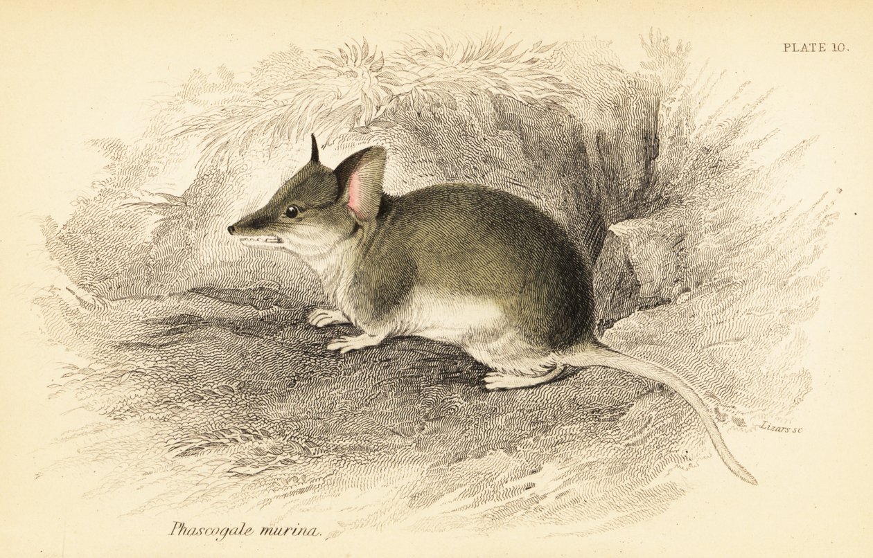 一般的なダンナート、Sminthopsis murina。 、1841年（彫刻） 作： ジョルジュ・ロバート・ウォーターハウス