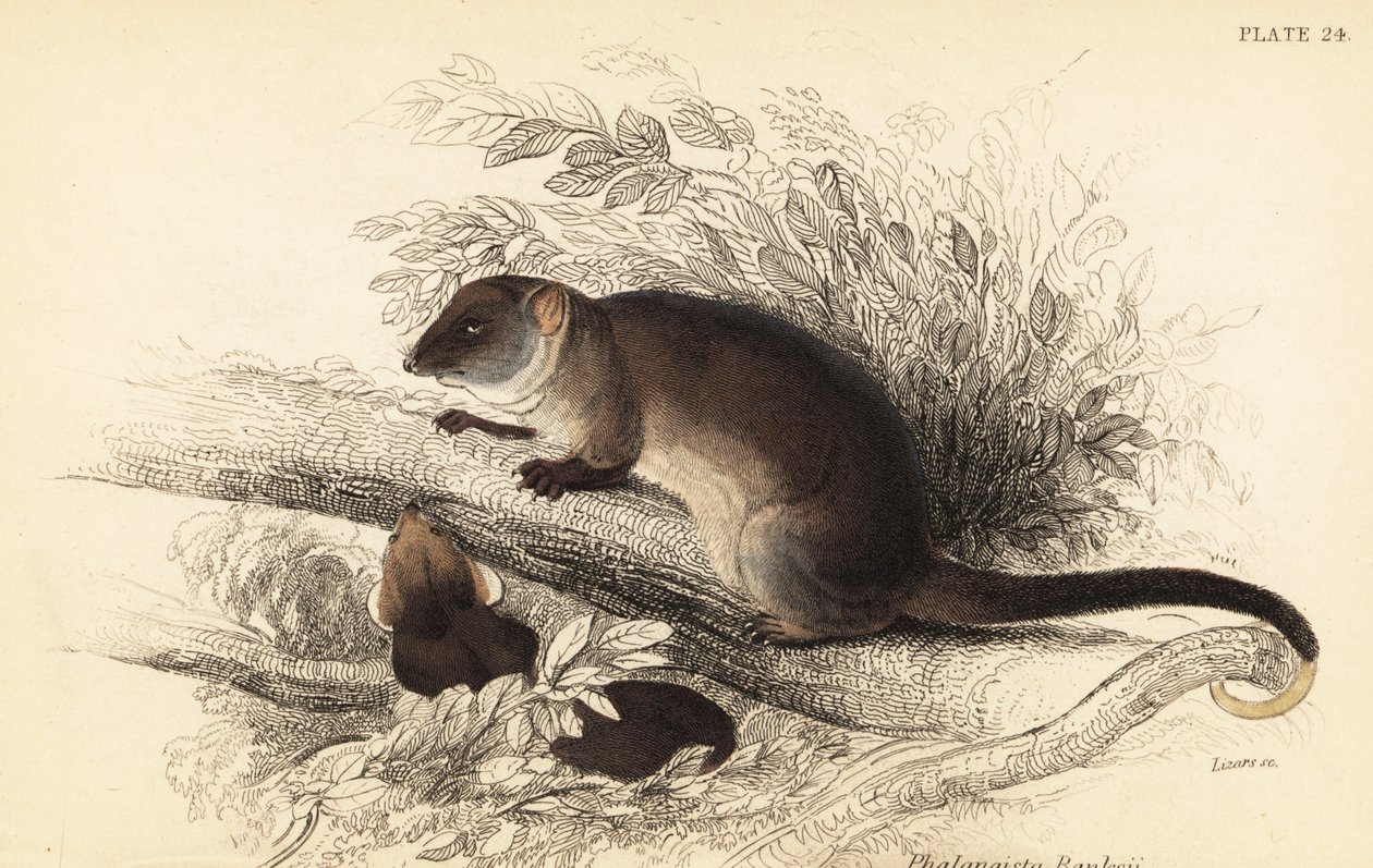 カワゲラ、Pseudocheirus peregrinus が見えます。 、1841年（彫刻） 作： ジョルジュ・ロバート・ウォーターハウス