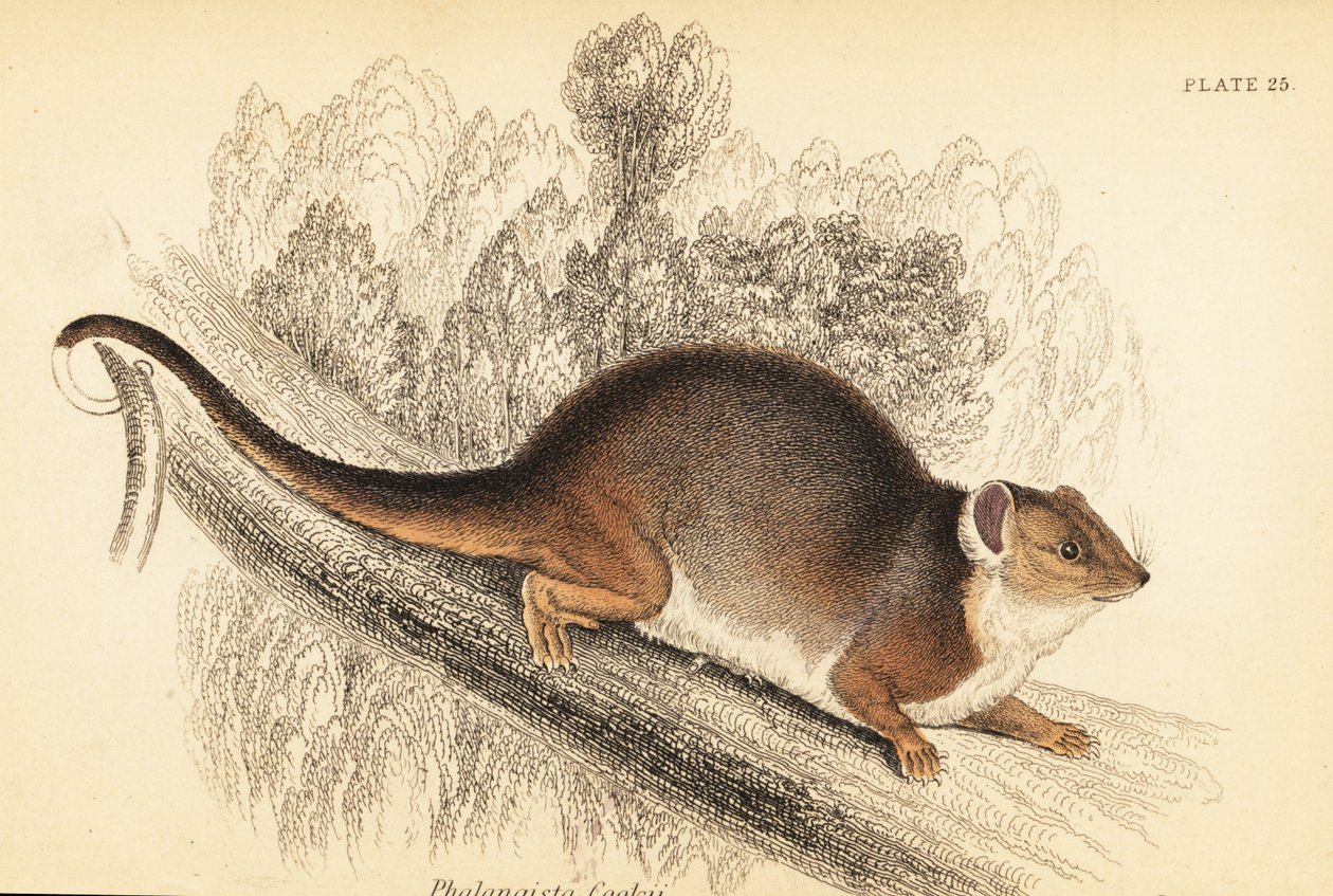 カワゲラ、Pseudocheirus peregrinus が見えます。 、1841年（彫刻） 作： ジョルジュ・ロバート・ウォーターハウス