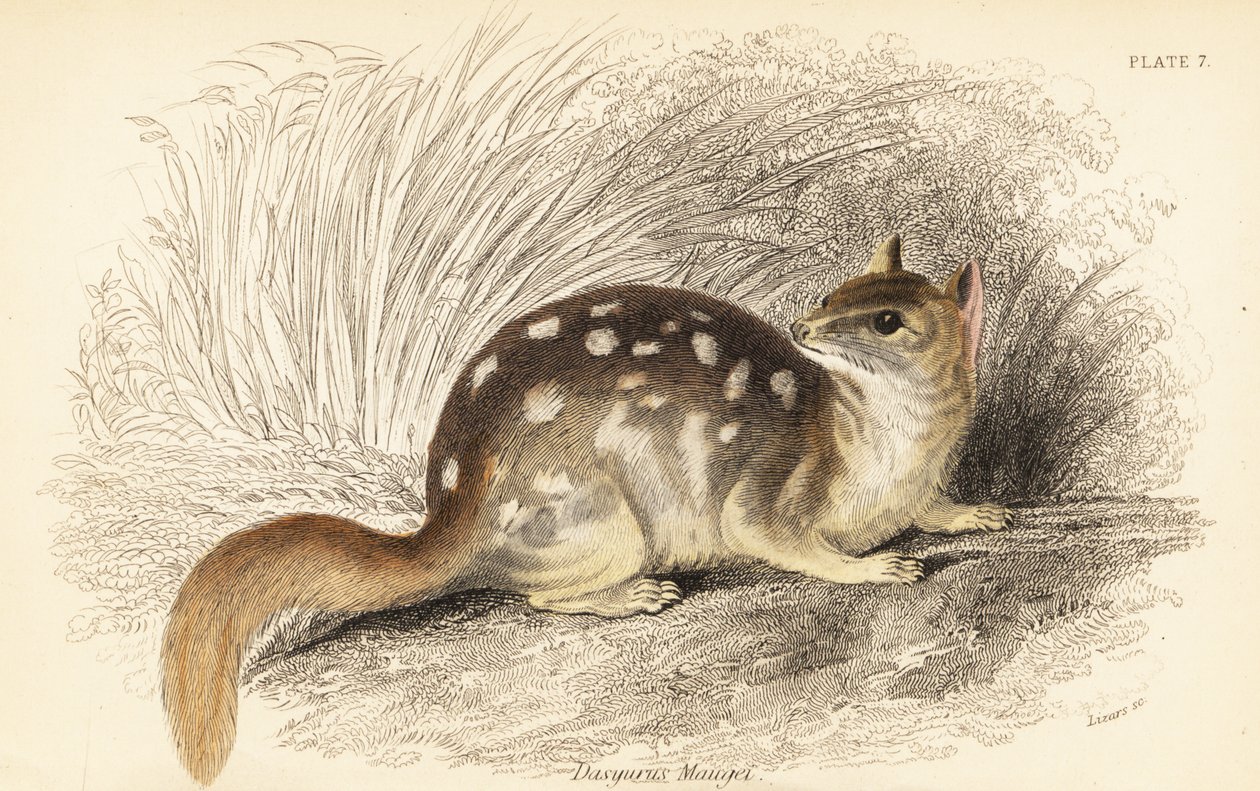 東部フクロネコ、Dasyurus アライグマ。 絶滅危惧種。 、1841年（彫刻） 作： ジョルジュ・ロバート・ウォーターハウス