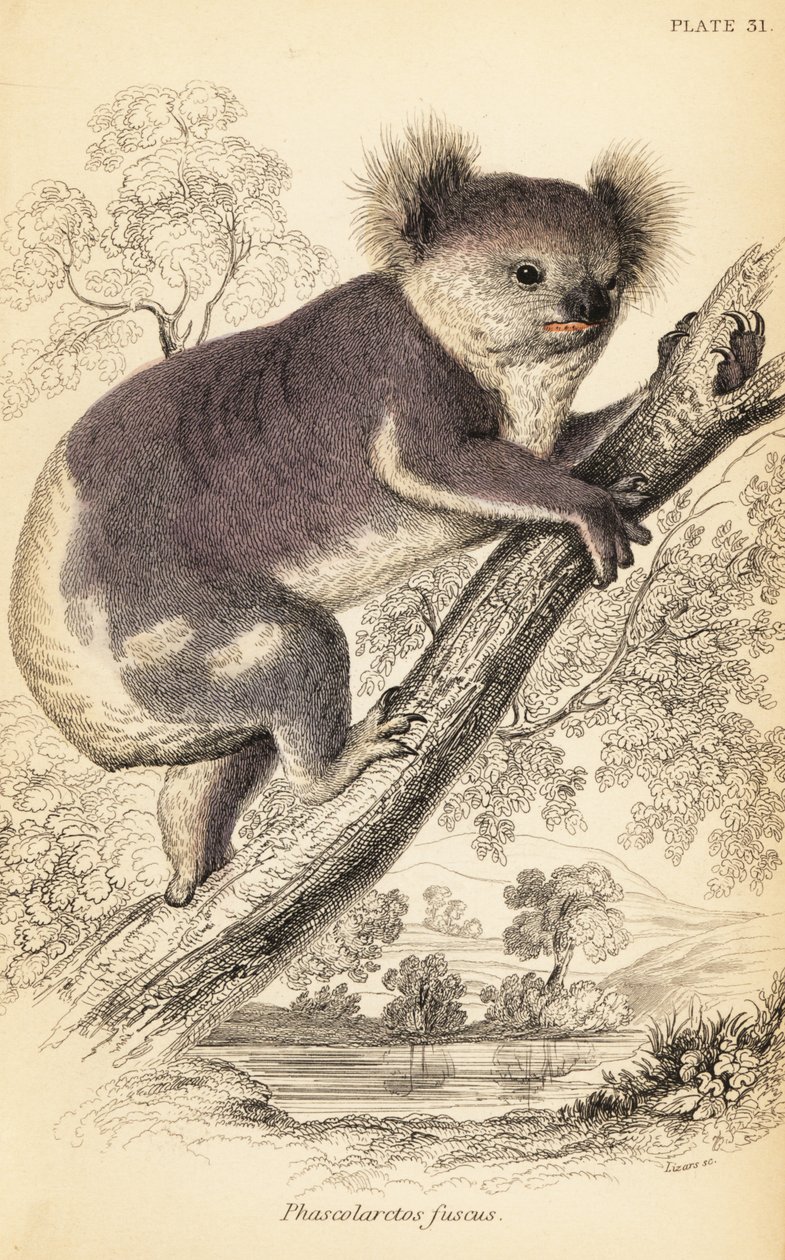 コアラ、Phascolarctos cinereus.、1841 年 (彫刻) 作： ジョルジュ・ロバート・ウォーターハウス