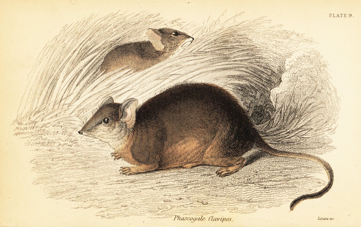 マルドまたは黄色い足のアンテキヌス、Antechinus flavipes。 、1841年（彫刻） 作： ジョルジュ・ロバート・ウォーターハウス