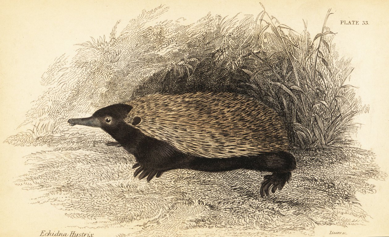 短いくちばしのハリモグラ、Tachyglossus aculeatus.、1841 年 (彫刻) 作： ジョルジュ・ロバート・ウォーターハウス