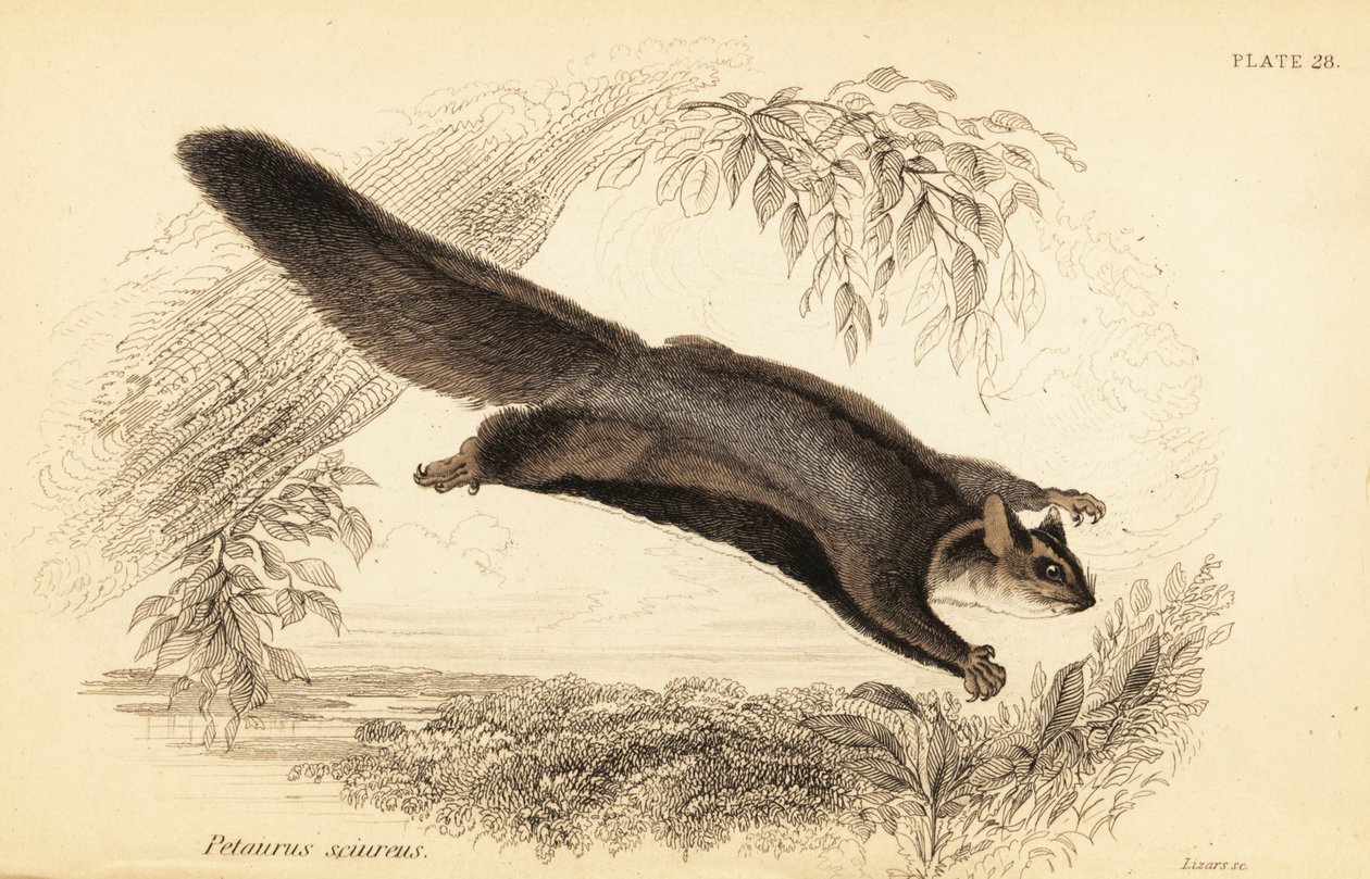 リス グライダー、Petaurus norfolcensis、1841 年 (彫刻) 作： ジョルジュ・ロバート・ウォーターハウス