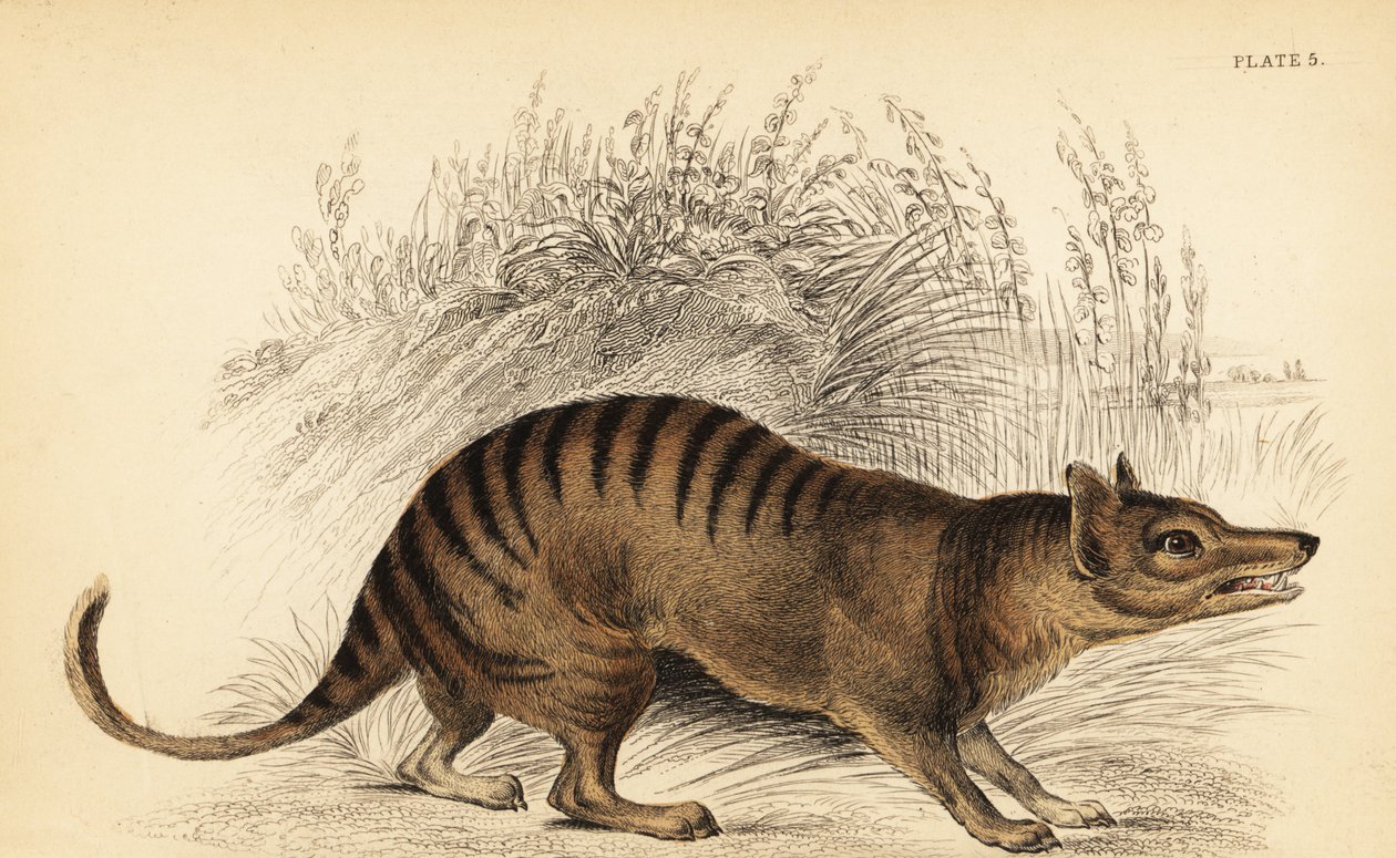 タスマニアタイガー、Thylacinus cynocephalus。 絶滅。 、1841年（彫刻） 作： ジョルジュ・ロバート・ウォーターハウス