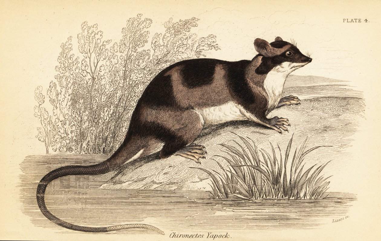 水オポッサムまたはヤポック、Chironectes minimus。 、1841年（彫刻） 作： ジョルジュ・ロバート・ウォーターハウス