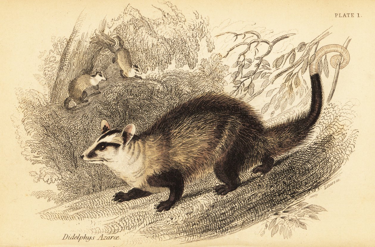 シジミオポッサム、ディデルフィス アルビベントリス。 、1841年（彫刻） 作： ジョルジュ・ロバート・ウォーターハウス