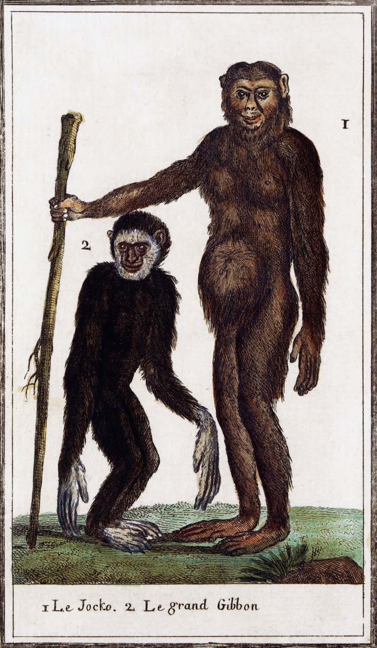 ジョッコ、チンパンジーまたはテナガザル、イラスト フォーム Histoire naturelle、Georges-Louis Leclerc ブッフォン伯爵 (1707-1788)、水彩彫刻 作： ジョルジュ・ド・ブッフォン