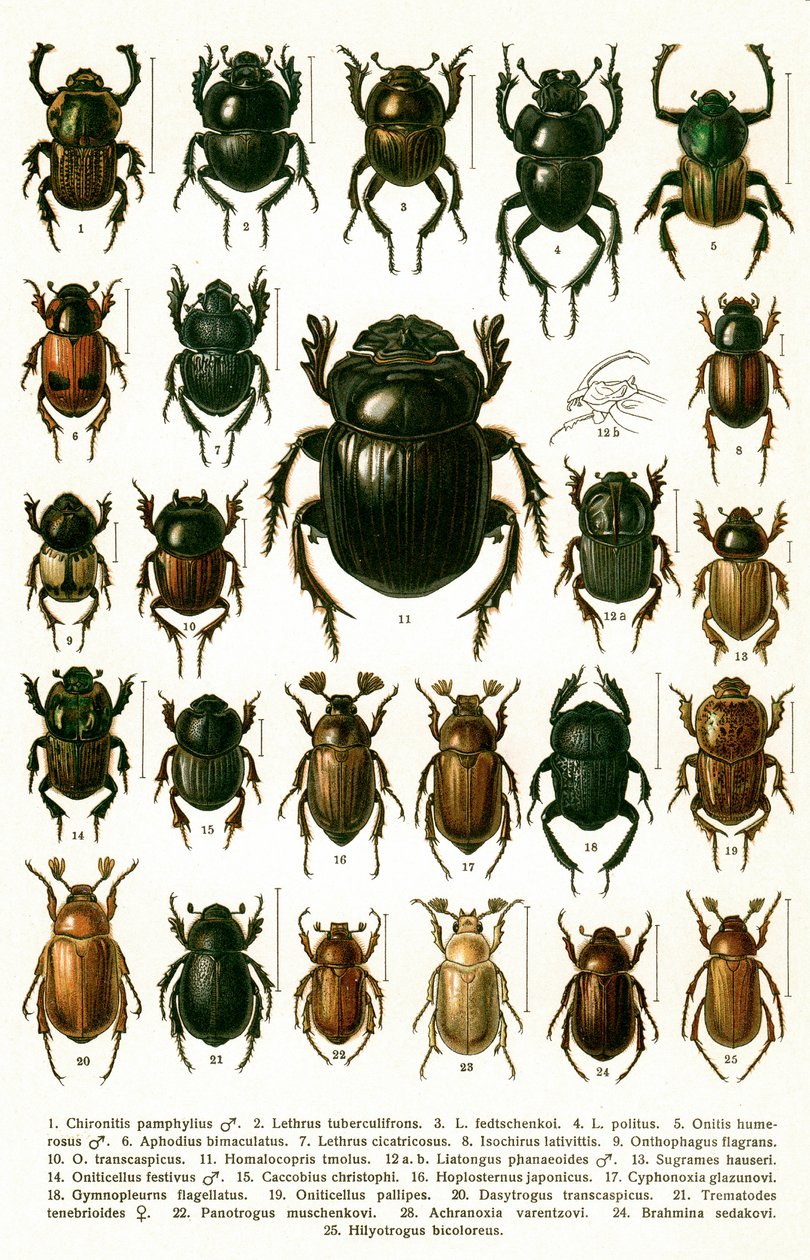 アンティークプリント「ヨーロッパのカブトムシの品種」 1910年頃（クロモリソグラフ 作： ゲオルギー・ジェイコブソン