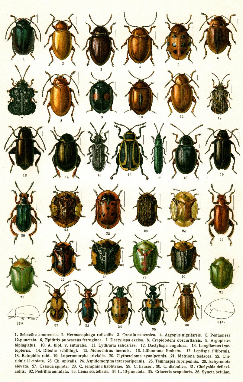 アンティークプリント「ヨーロッパのカブトムシの品種」 1910年頃（クロモリトグラフ 作： ゲオルギー・ジェイコブソン
