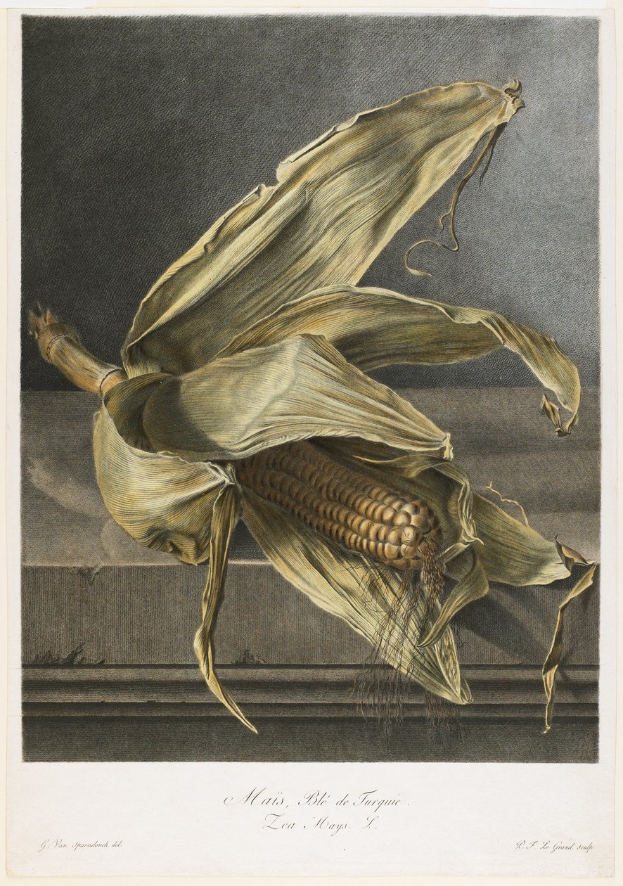 Mais、Ble de Turquie、Fleurs Dessinees d&39;apres Nature、c.1800（手彩色の点描彫刻） 作： ジェラルド・ファン・スパエンドンク
