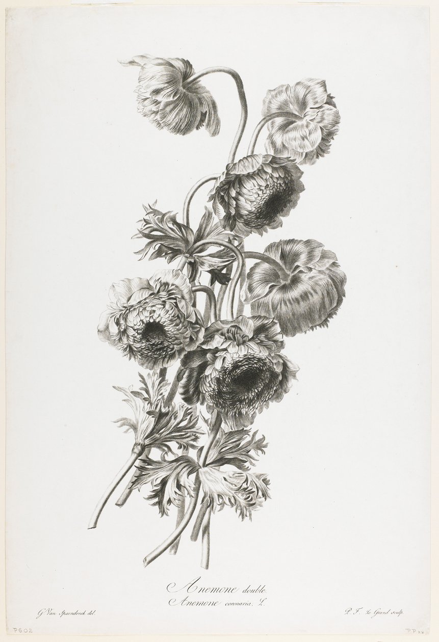 アネモネダブル、Fleurs Dessinees apres Nature、c.1800（点描彫刻）から 作： ジェラルド・ファン・スパエンドンク