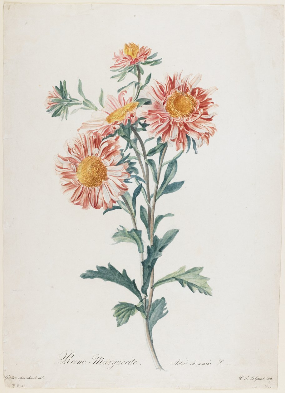 レーヌマルグリット、Fleurs Dessinees d&39;apres Nature作、1800年頃（手描きの点描彫刻） 作： ジェラルド・ファン・スパエンドンク