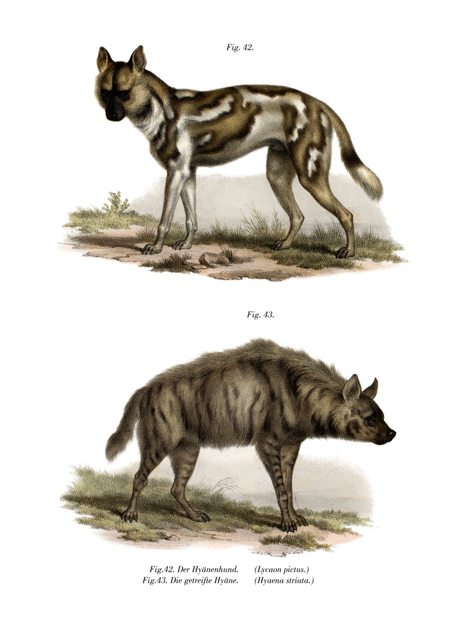 アフリカの野生の犬、1860 作： ドイツ語学校