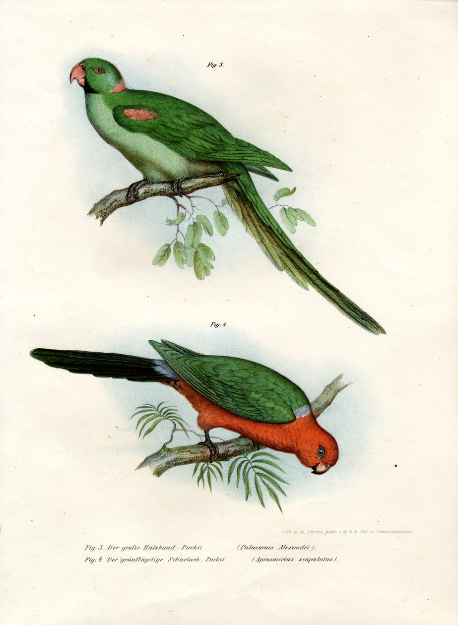 アレクサンドリンインコ、1864 作： ドイツ語学校