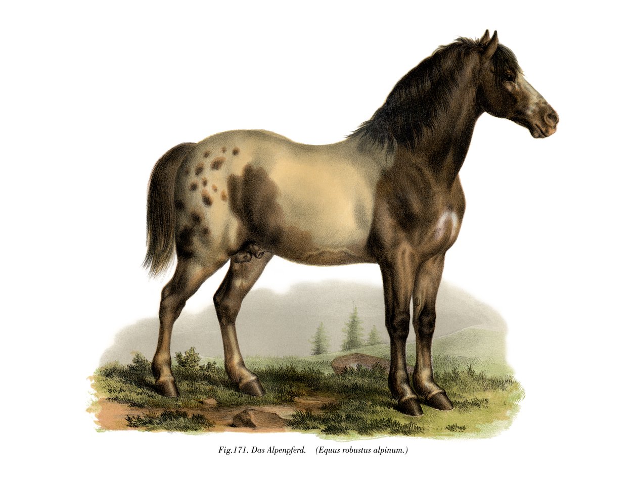 高山の馬、1860 作： ドイツ語学校