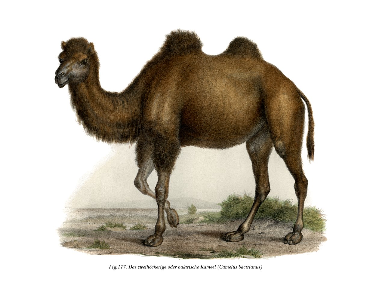 バクトリアラクダ、1860 作： ドイツ語学校
