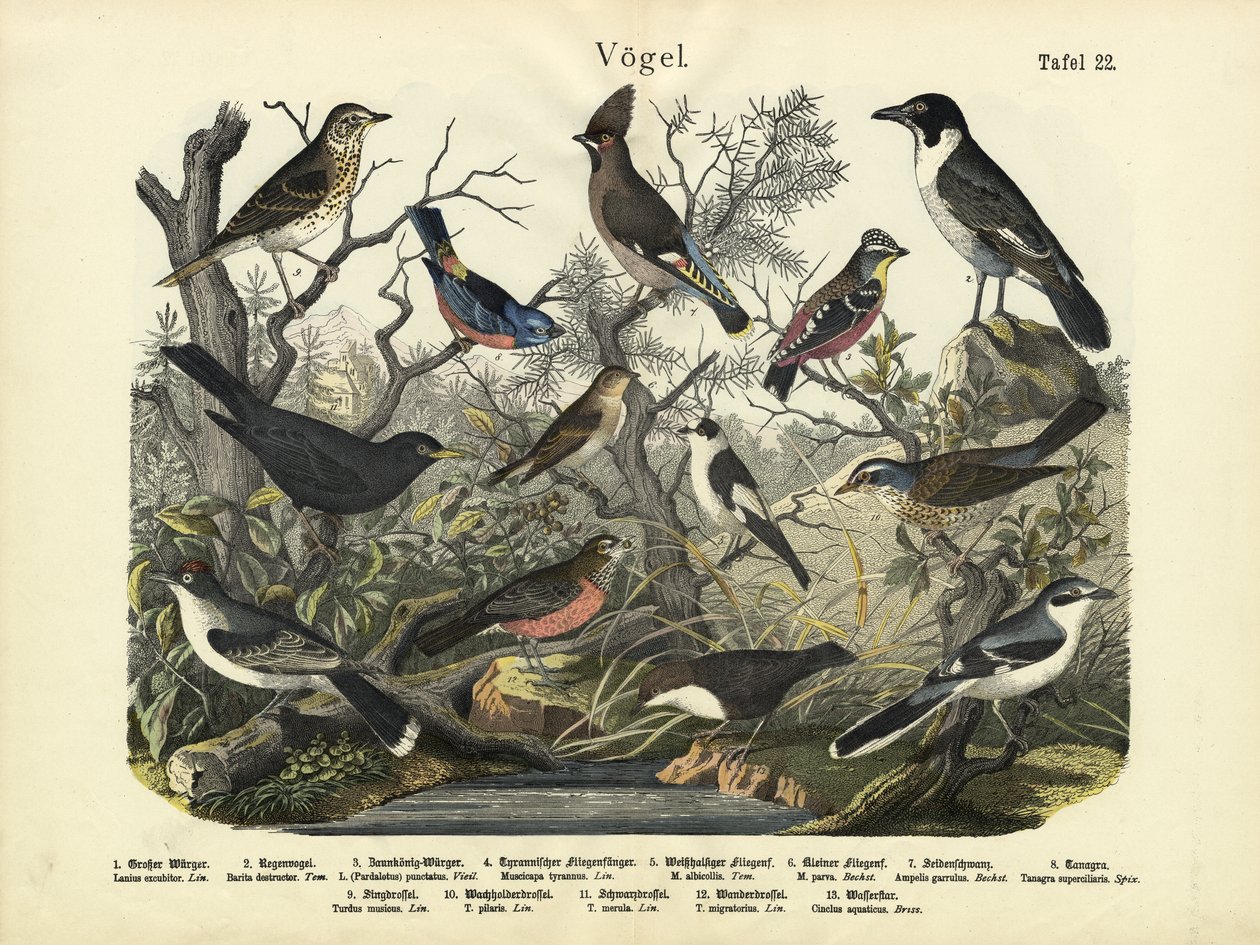 鳥、1860年頃 作： ドイツ語学校