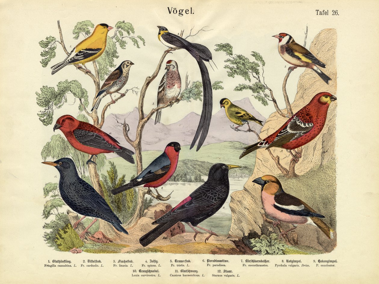 鳥、1860年頃 作： ドイツ語学校