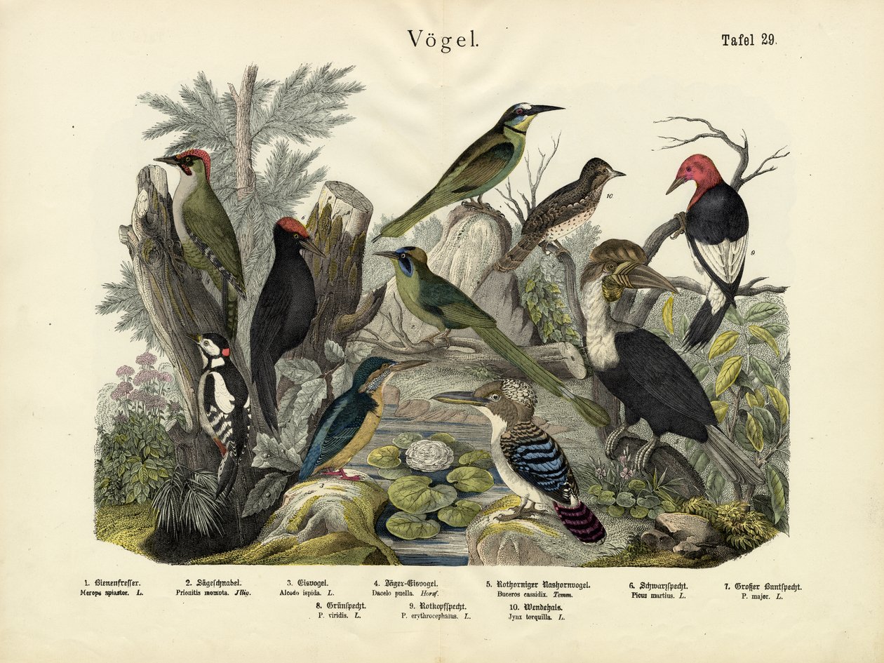 鳥、1860年頃 作： ドイツ語学校
