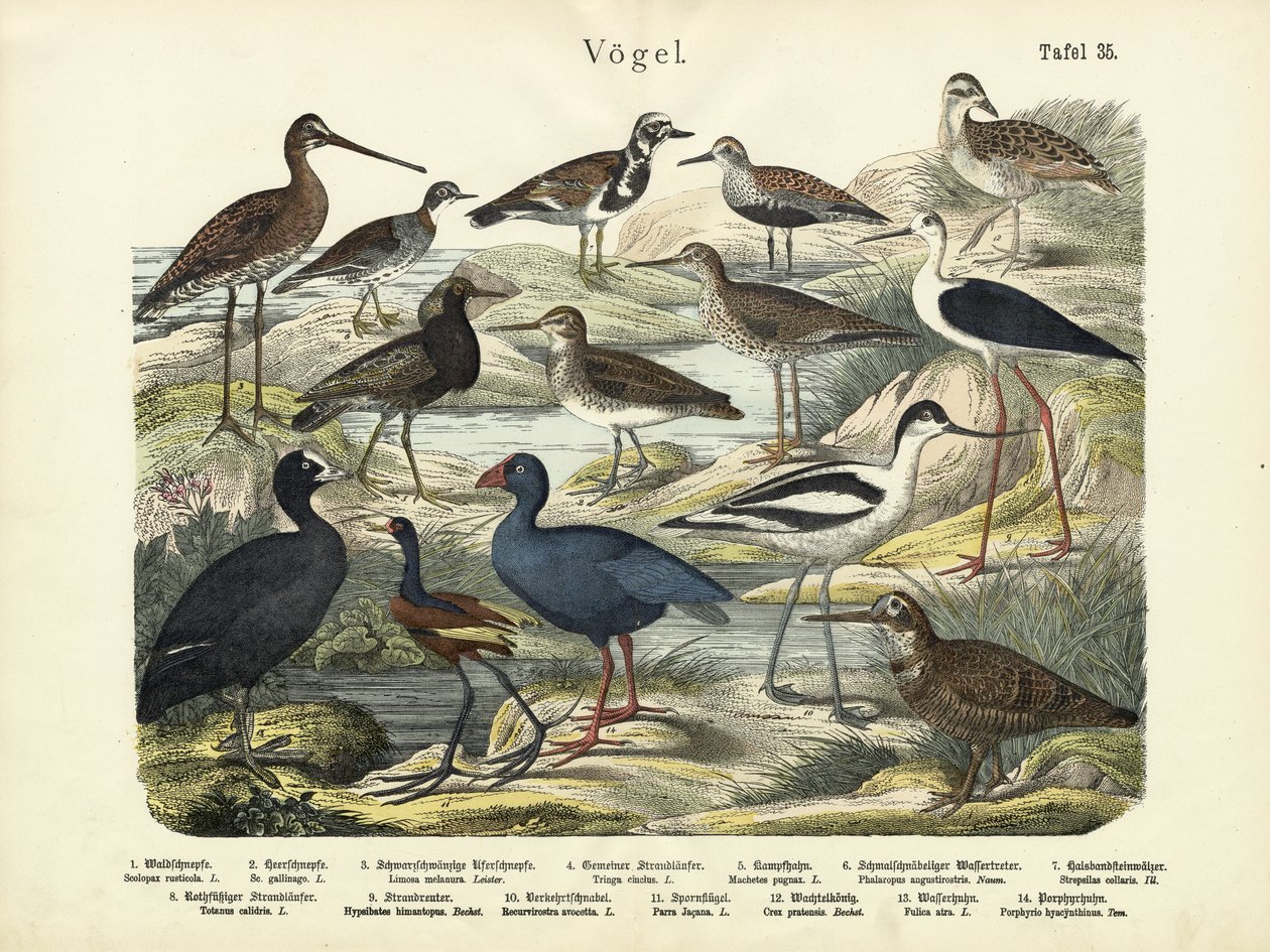 鳥、1860年頃 作： ドイツ語学校