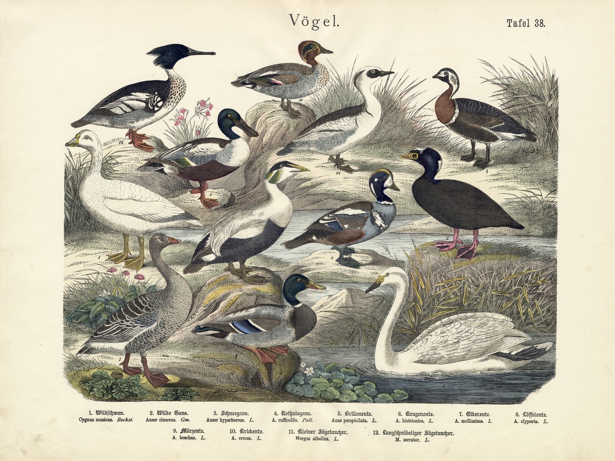 鳥、1860年頃 作： ドイツ語学校