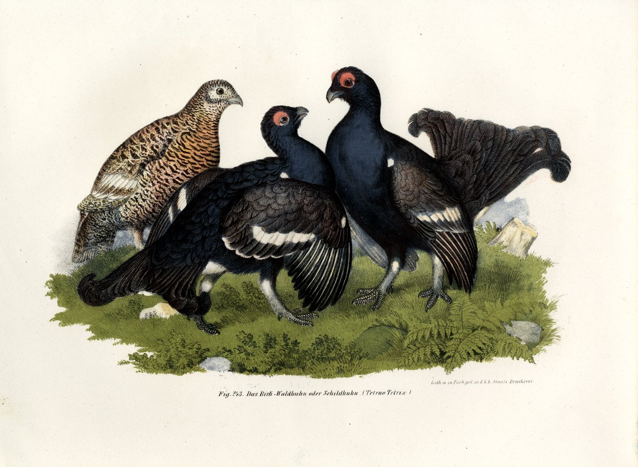 黒ライチョウ、1864 作： ドイツ語学校